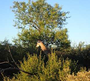 Etosha