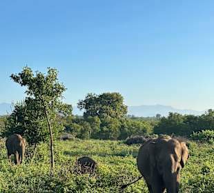 Udawalawe Nationalpark