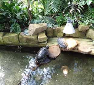 Wasserschildkröten