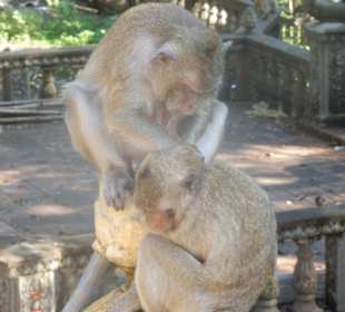 Phnom Pros Tempel - Affen