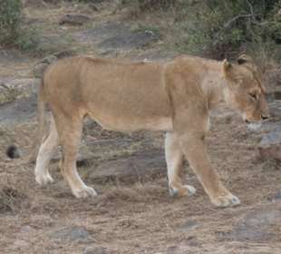 Löwin in der Mara