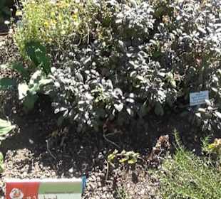 Wüstengarten - Berggarten