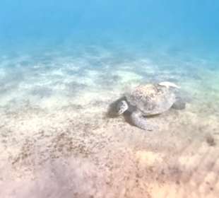 Schnorcheln Marsa Alam