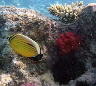 Hoteleigenes Hausriff