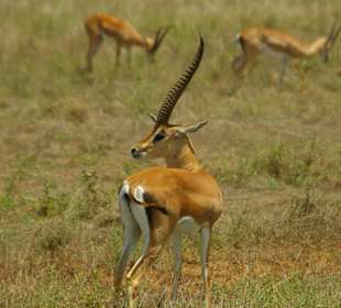 Antilope