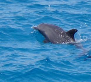 Delphine bei Dolphin - Tour