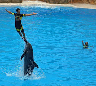 Delfin - Show