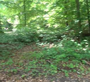 Wanderweg - Alter Steinbruch Pfaffenberg Runde