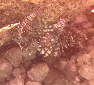 Rotfeuerfisch-Pärchen