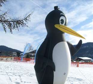 Pinguin bei Skischule