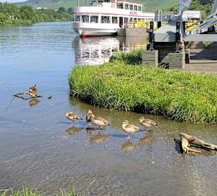Wandern Bernkastel-Kues