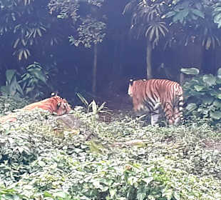 Singapur Zoo