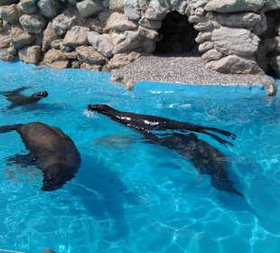 Marineland Seelöwen