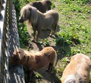 Ponys bitten um Futter