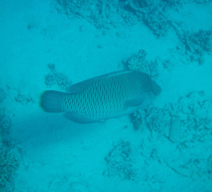 Kleiner Napoleon am Nordriff