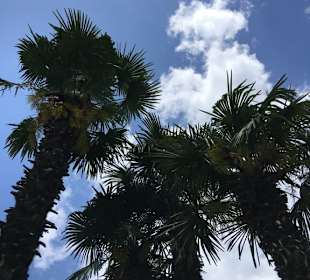 Palmen gibt es hier auch!