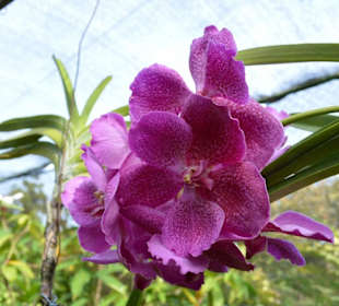 Orchideen Garten 