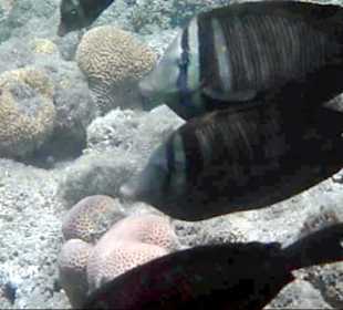 Segelflossen-Doktorfische