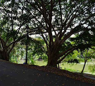 Botanischer Garten Singapur