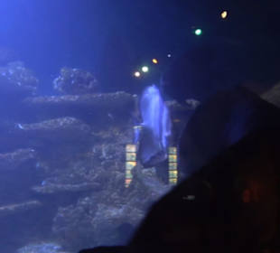 Sea Life