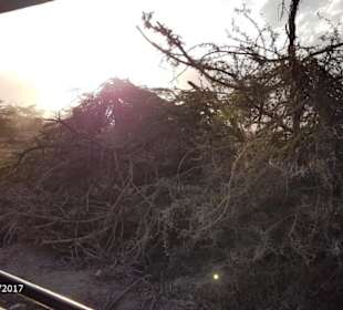 PrivatSafari 10/17 - Tsavo+Amboseli - impressions