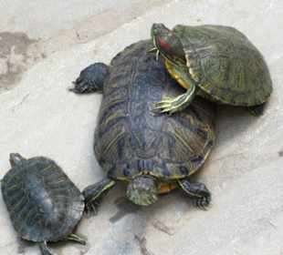 Schildkröten