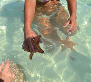 Ingrid erklärt etwas über Seesterne 2