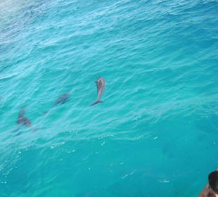 Delphine, Delphine, Delphine