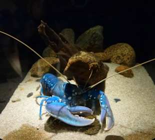 Hummer in Blau