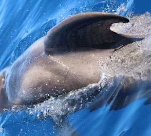Delfin und Walbeobachtung 3 stündig 