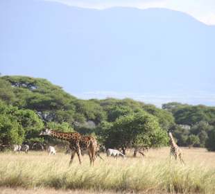 Giraffes at Amboseli
