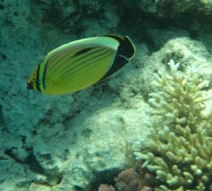 Rotmeer-Rippenfalterfisch
