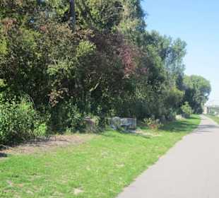 Uferpromenade Pappelstümpfe