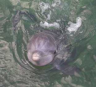 Delfinschwimmen gebucht! Ein muss!