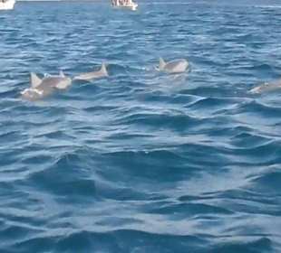 Delphinbeobachtung und mit ihnen Schwimmen