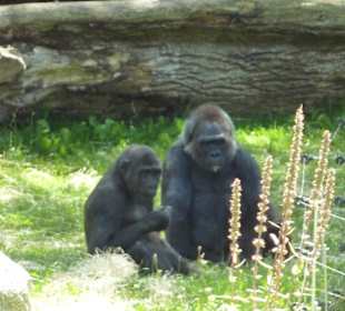 Flachland Gorillas
