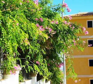 Die Blüten in voller Pracht