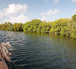 Seegelfahrt an Mangrovenwäldern vorbei