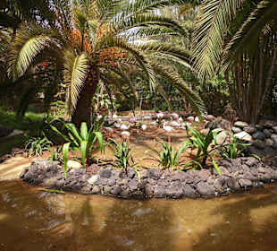 Oasispark - Flamingos - Juli 2015