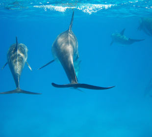 Schwimmen mit Delphinen