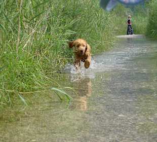 Spaziergang am Presseggersee