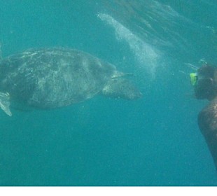 Wasserschildkröte  groooß