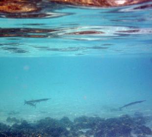 Seehechte: Übergang Strand-Riff (kommen bei Flut)