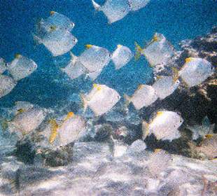 Schnorcheln Hausriff