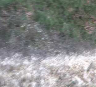 Ochsenweiher Rundweg