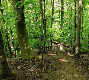 Steiles Waldstück