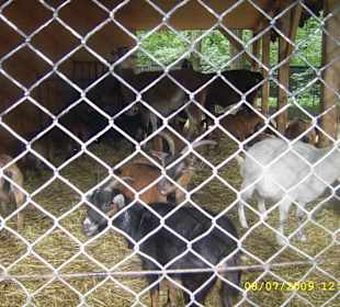 Urokliwe krakowskie ZOO.