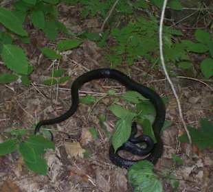 Black Rat Snake