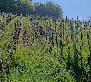 Weingarten