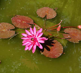 Kwiat lotosu w jednej z sadzawek Yogyakarty